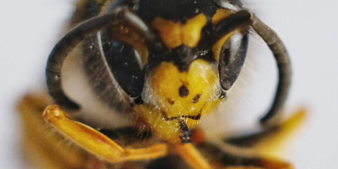 Macro