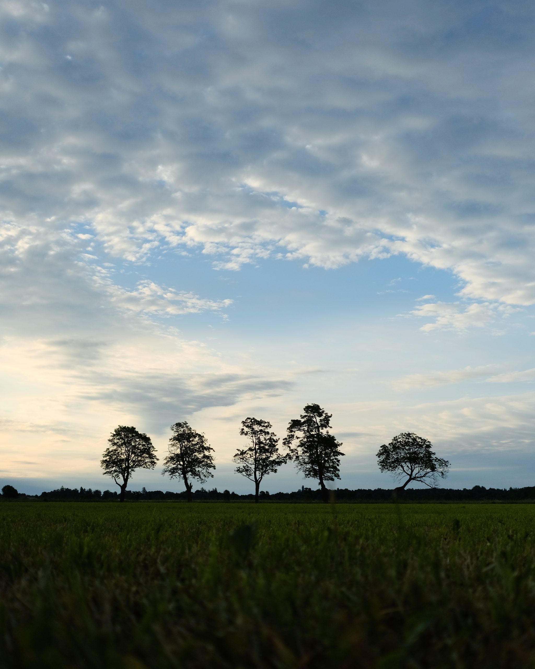 crooked trees
